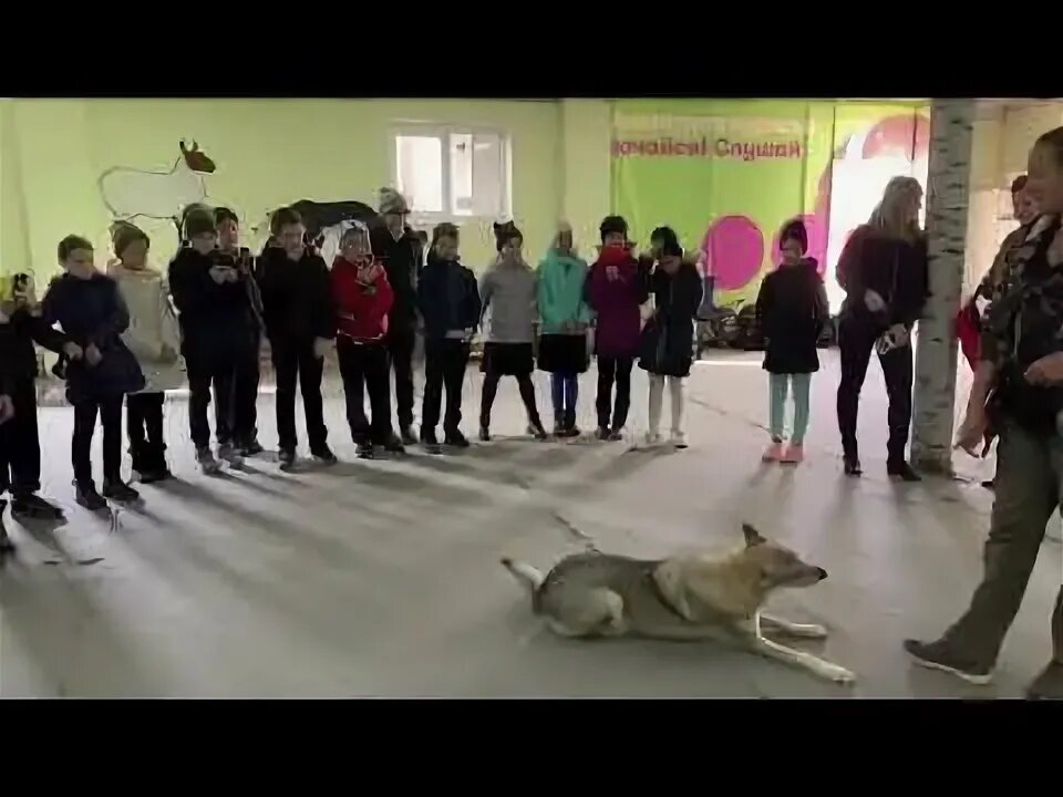 Собака поклон. Школа бесконфликтной дрессировки. Бесконфликтная дрессировка. Школа бесконфликтной дрессировки. Школа бесконфликтной дрессировки.