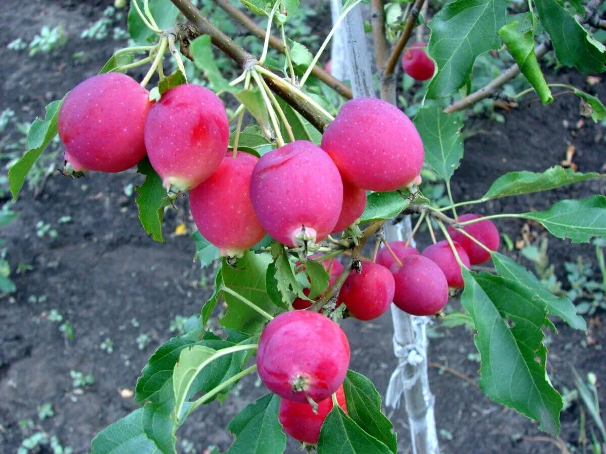 Яблоня ранетки саженцы. Яблоня райка. яблоня malus dolgo. яблоня китайка ранетка. яблоня китайка керр.
