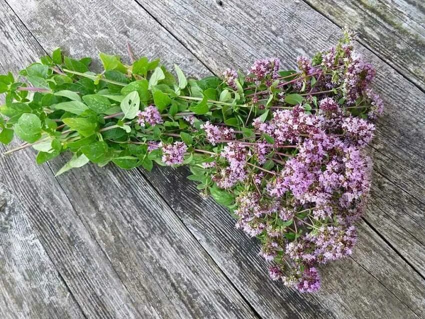 Орегано (душица). Душица обыкновенная. Душица (Origanum vulgare). Душица обыкновенная Origanum vulgare l..