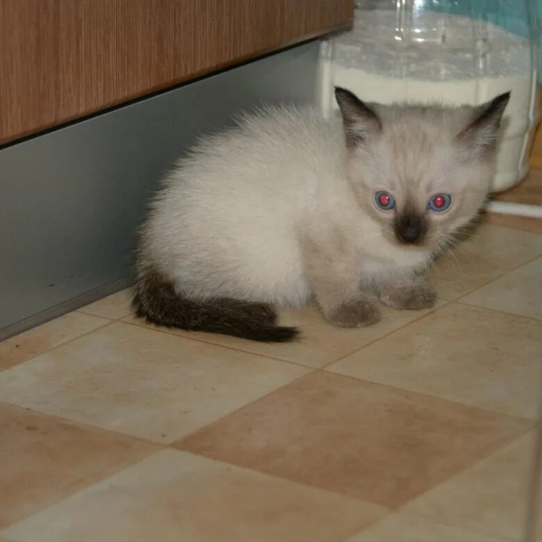 Сиамский кот светлый. Отдам сиамского котенка. Отдам сиамского котенка. Отдам сиамского котенка. Сиамские котята в хорошие руки.