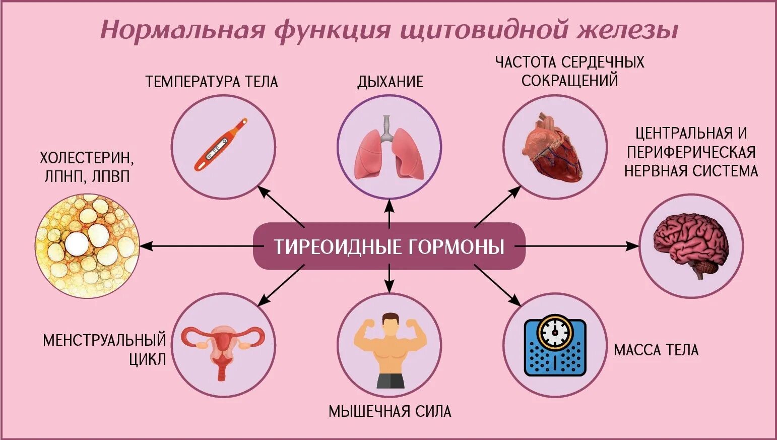 Щитовидная железа биология 8. Профилактика заболеваний щитовидной железы. Памятки по профилактике заболеваний щитовидной железы. Профилактика щитовидной железы беседа. Щитовидная железа функции гипотиреоз.