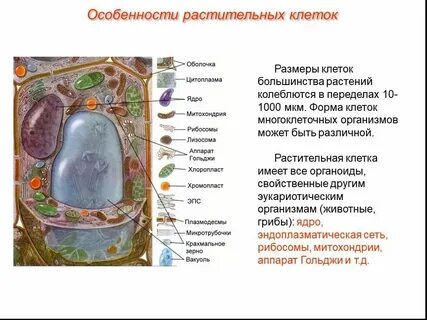 Какая стенка у растений
