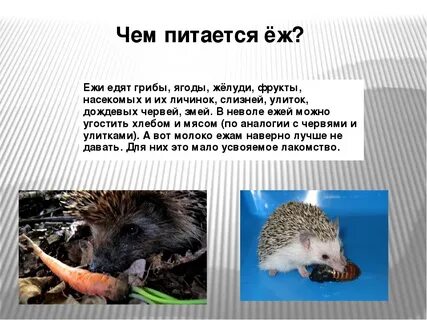 Еж к какой группе животных относится