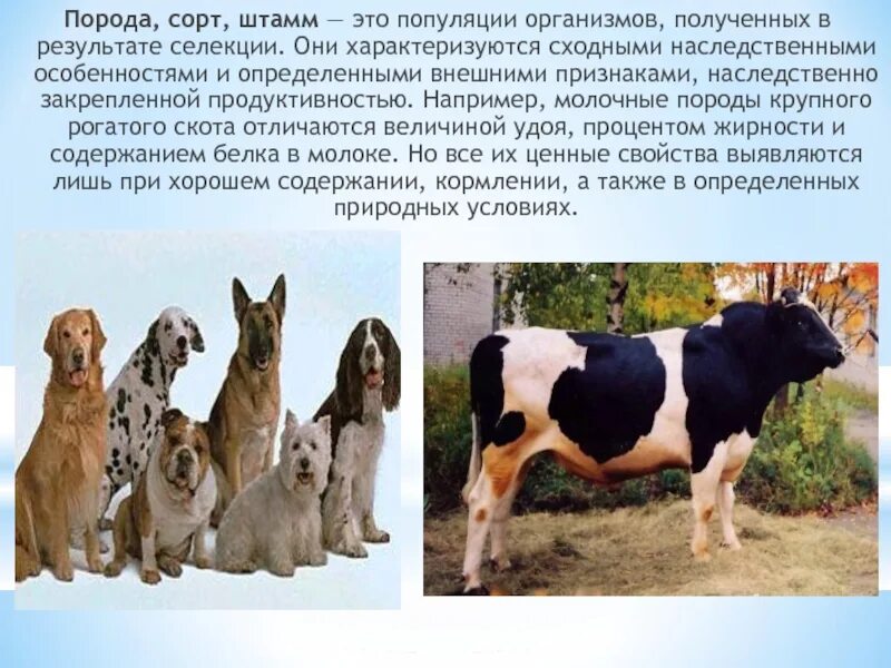 Плюшевая корова айова. Лотнера (lautner farms коровы. Мени порода. Мени порода. Мени порода.