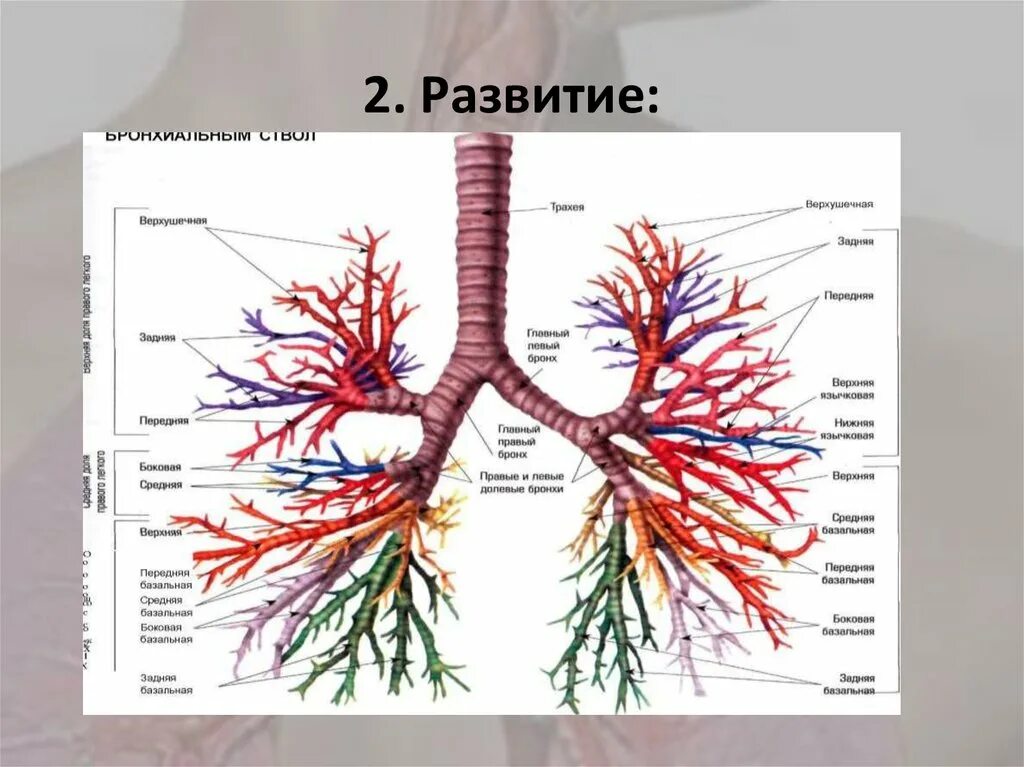 Бронхиальное дерево легких. Бронхи и бронхиальное дерево. Трахея бронхи бронхиальное дерево. Бронхиальное дерево строение и функции. Строение бронхиального дерева анатомия.