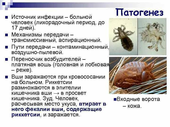 Профилактика сыпного тифа педикулез. Клещевой риккетсиоз источник инфекции. Риккетсии пути передачи. Механизм и пути передачи риккетсий.