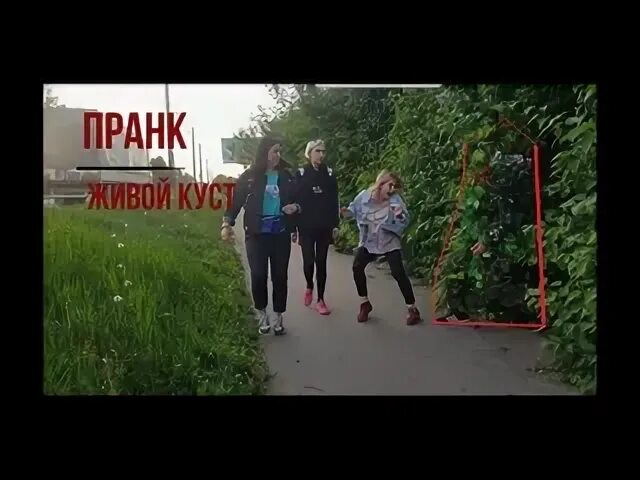 Куст пугать