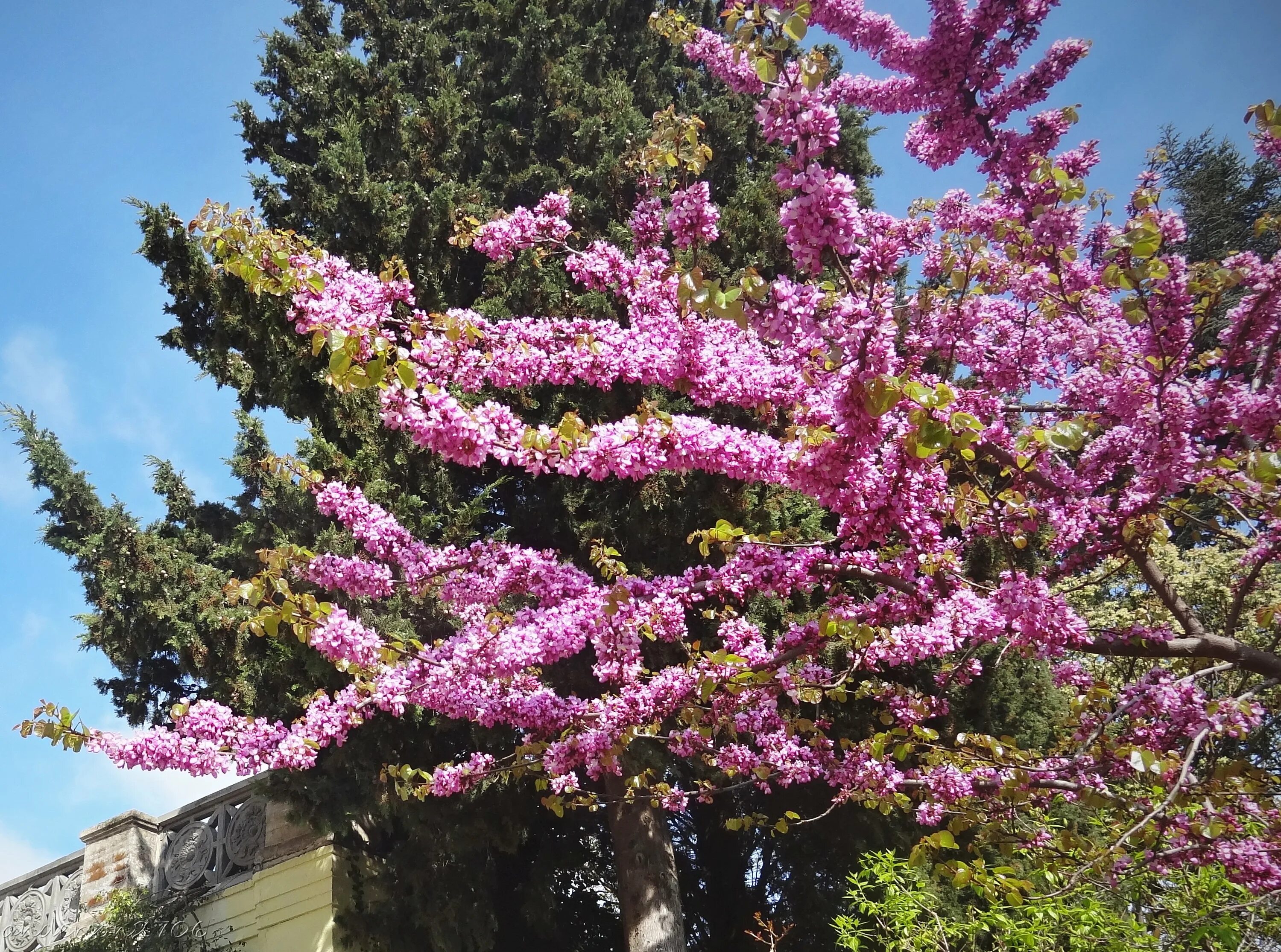 Цветущие деревья Никитский Ботанический сад. Цветение глицинии в Никитском Ботаническом саду. Что цветет розовым в крыму