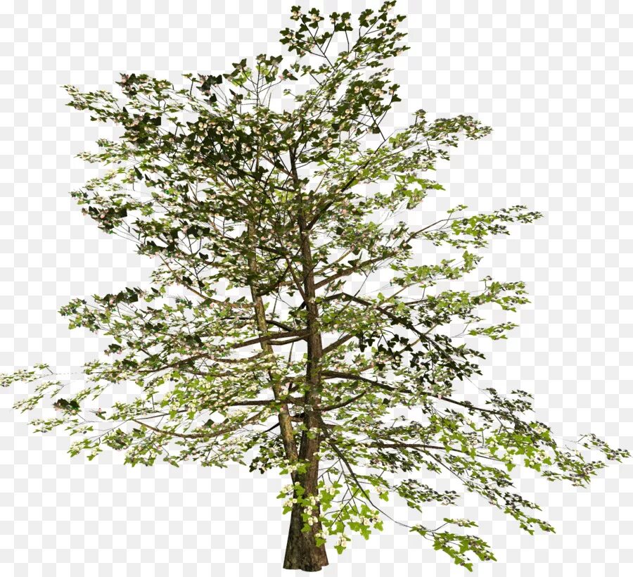 Mvn tree