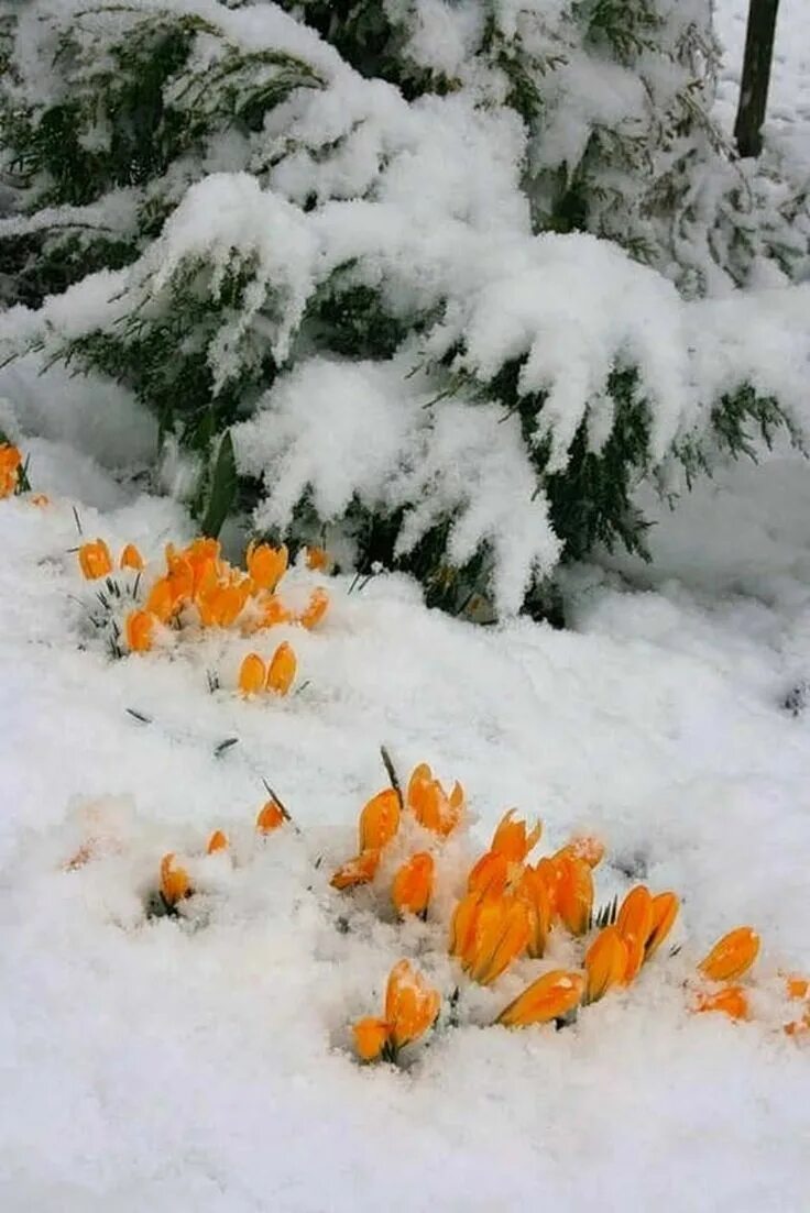 Где в марте снег. Цветы в снегу. Цветы из под снега. Цветы в зимнем лесу.