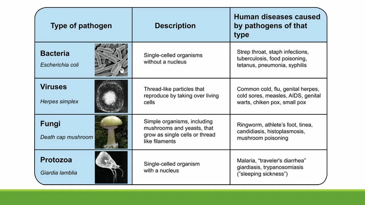 Types of bacteria. Бактерии вирусы грибы.