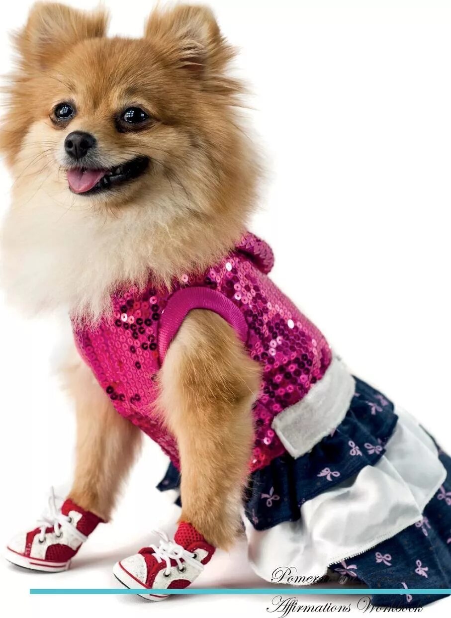 Одежда для шпица девочки. Шпиц с украшениями. Одежда для маленьких собак. Украшения для шпица девочки. Одежда для шпица девочки.