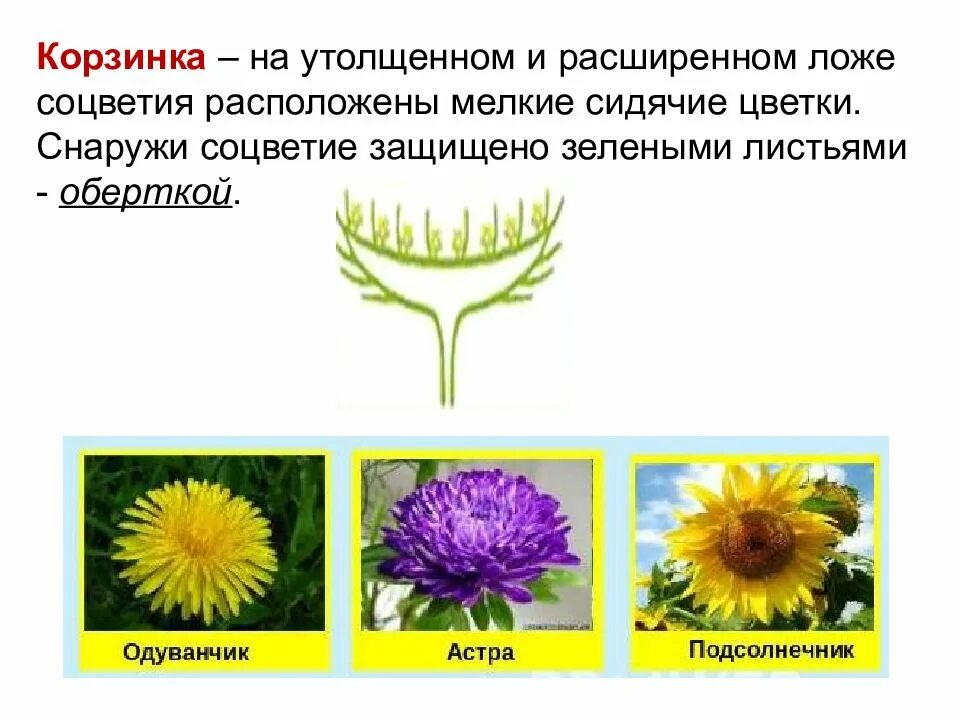 Разнообразие цветков соцветия. Соцветие щиток схема. Растения имеющие тип соцветия корзинка. Цветы собраны в соцветие корзинка. Ложе соцветия.