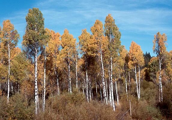 Тополь и береза. Карельская береза листва. Березки и осины. Тополь береза осина разница. Березово-осиновый лес.