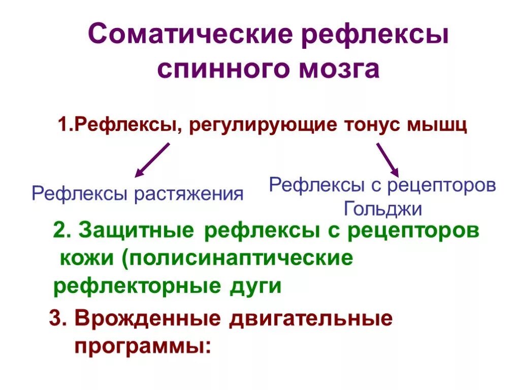 Классификация двигательных рефлексов спинного мозга. Двигательные рефлексы физиология. Соматические рефлексы спинного мозга. Соматические и вегетативные рефлексы спинного мозга.