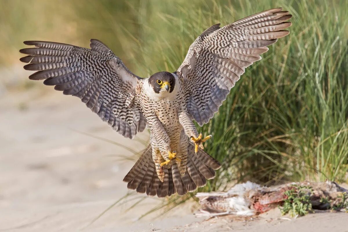 Где живет сокол. Сапсан Falco peregrinus. Сокол Сапсан птенец. Сапсан – Falco peregrinus Tunstall, 1771. Сокол Сапсан самка.