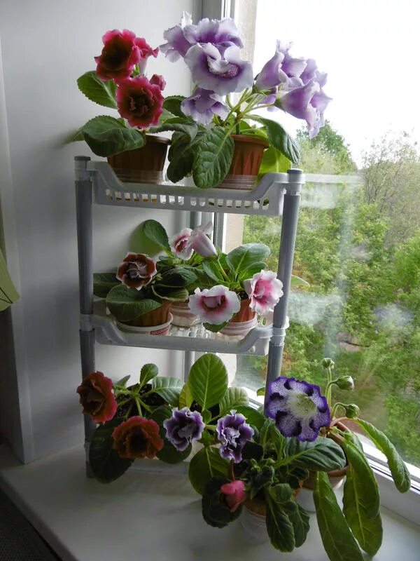 грунт для хлорофитума готовый. грунт сенполия сад чудес состав. глоксиния какой грунт. грунт для глоксиний готовый. глоксиния какой грунт.