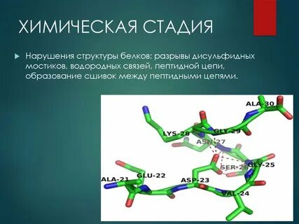 Водородные и дисульфидные связи в белках