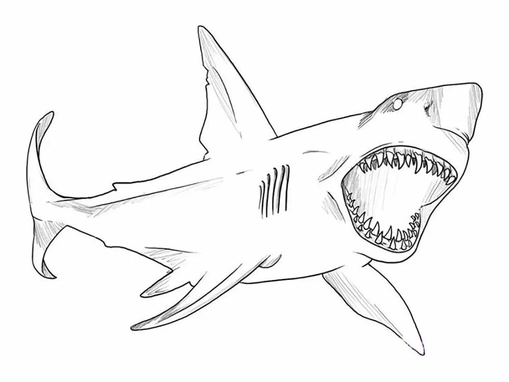 Раскраски акула. Акула МЕГАЛОДОН раскраска для детей. Акула МЕГАЛОДОН. Как нарисовать акулу МЕГАЛОДОН. Рисунок акула МЕГАЛОДОН для детей.