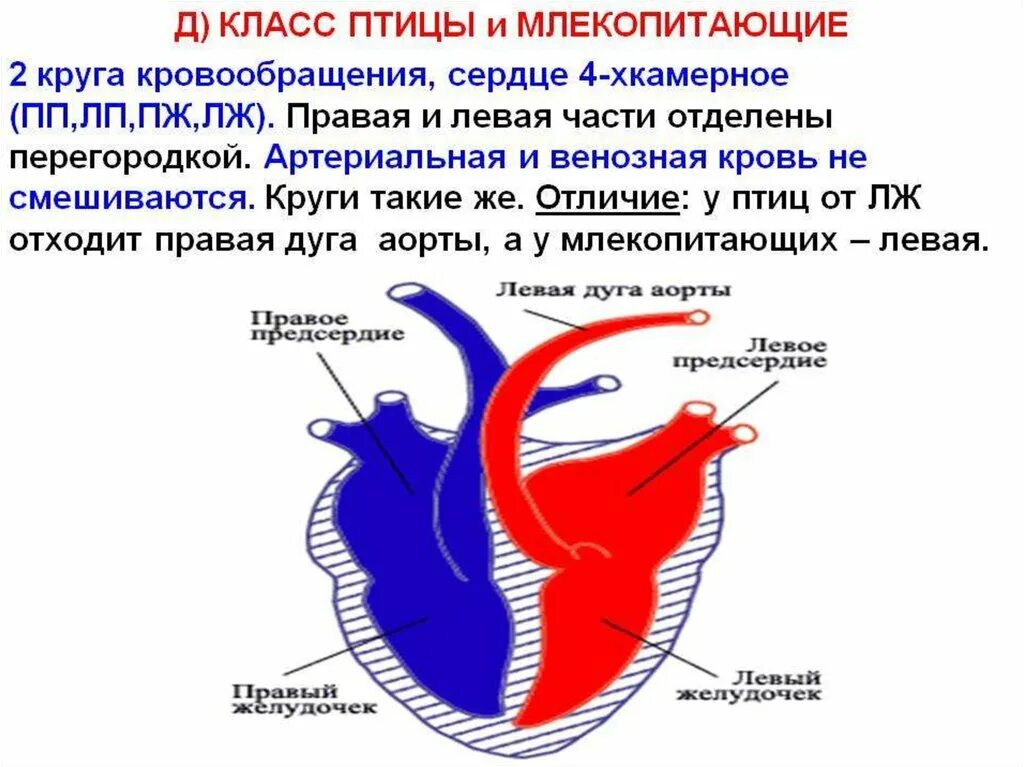 Какая кровь у млекопитающих животных. Кровеносная система птиц круги кровообращения. Кровеносная система птиц большой круг кровообращения. Схема малого круга кровообращения у птиц. Кровеносная система млекопитающих схема с сердцем.