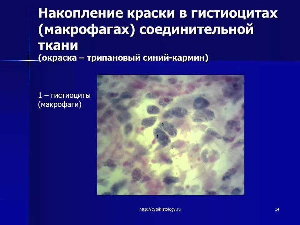 Цитология гистология клетка. Гистиоциты подкожной клетчатки крысы. Макрофаг в рыхлой соединительной ткани. Макрофаги в соединительной ткани гистология. Макрофаги в тканях