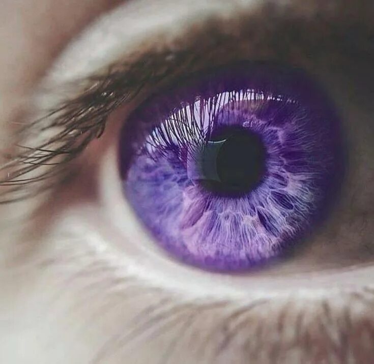 Цвета глаз в природе. Фиолетовая гетерохромия. Фиолетовые глаза. Красивые фиолетовые глаза. Лавандовые глаза.