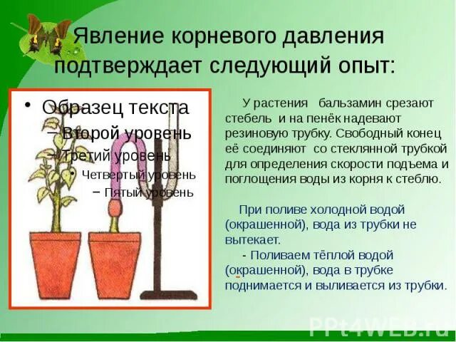 У какого растения корневое давление сильнее. Эксперимент доказывающий Корневое давление. Опыт доказательства корневого давления. Опыт доказывающий наличие корневого давления. Опыт корневого давления растений.