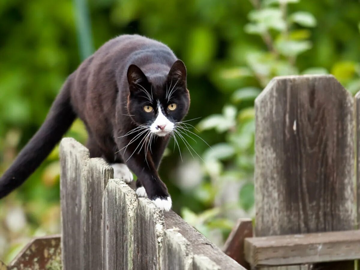 Кошка равновесие. Коты на заборе. Ходить по забору. Дворовый кот. Ходить по забору.