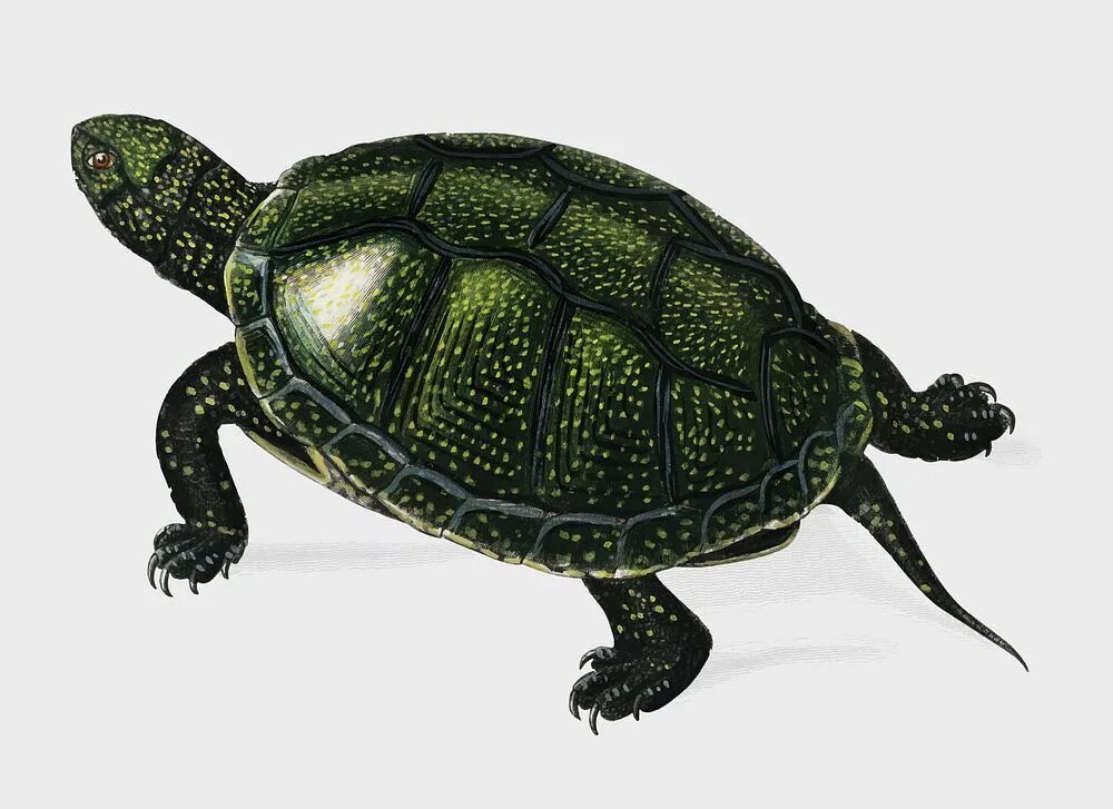 Европейская Болотная черепаха рисунок. Черепаха на белом фоне. Болотная черепаха на белом фоне. Болотная черепаха маленькая.
