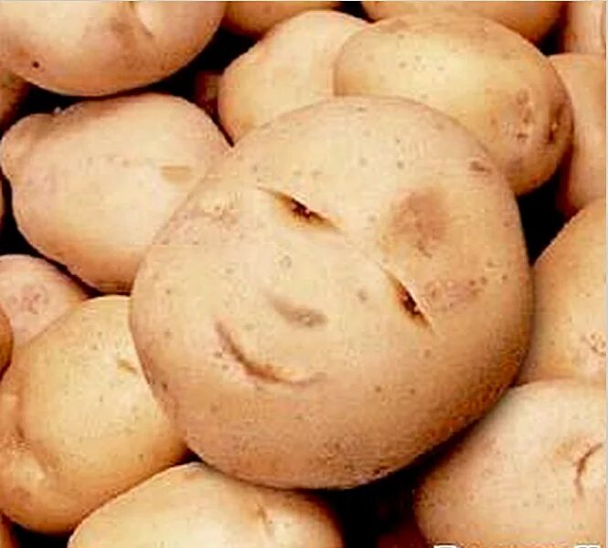 Сорт картофеля Пауль Вагнер. Сорта картошки в мире. Картошка с глазками. Самые крупные сорта картофеля.