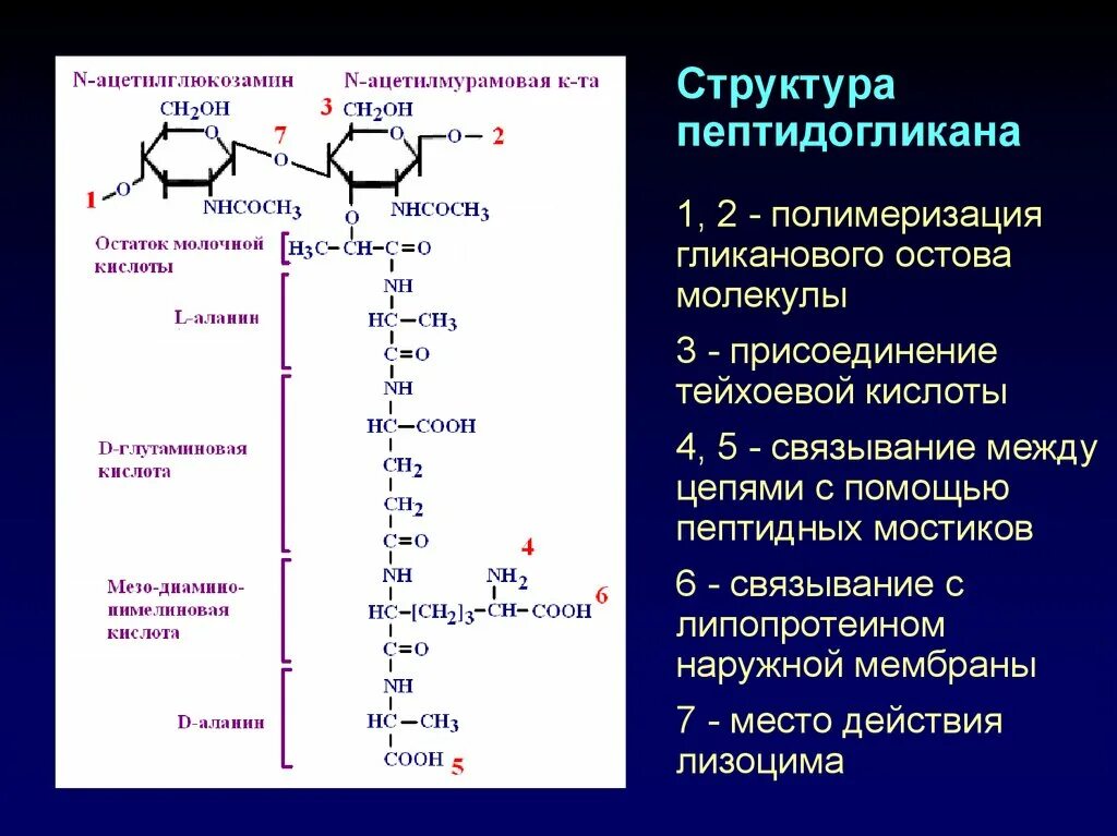 Пептидогликан клеточной стенки. Структура пептидогликана грамположительных бактерий. Структура пептидогликана грамположительных. Пептидогликан грамотрицательных бактерий.