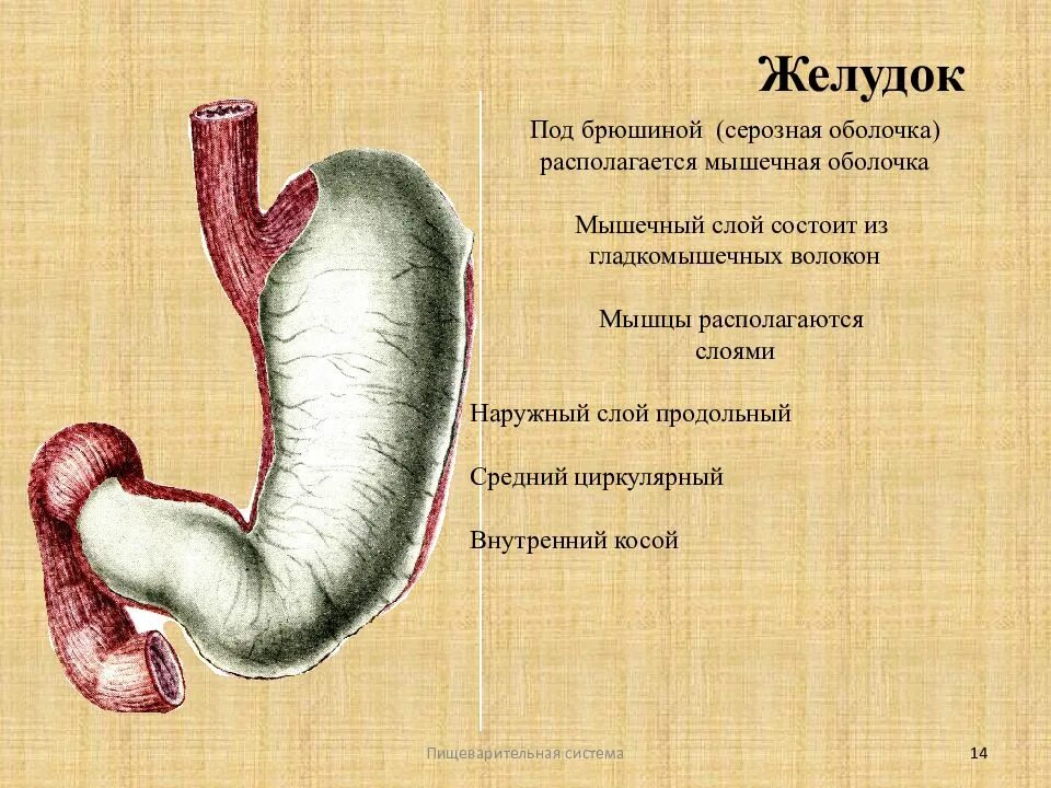 Оболочки жкт