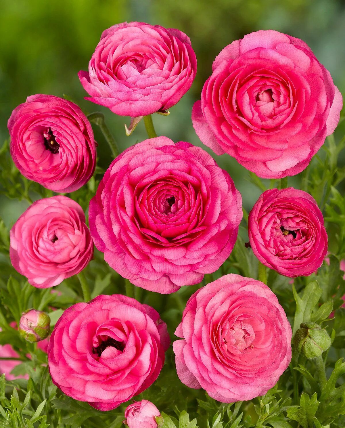 Лютик ранункулюс купить. Ранункулюс Пинк. Ranunculus Picotee Pink. Ранункулюс Пикоти. Ранункулюс (Лютик) ред.