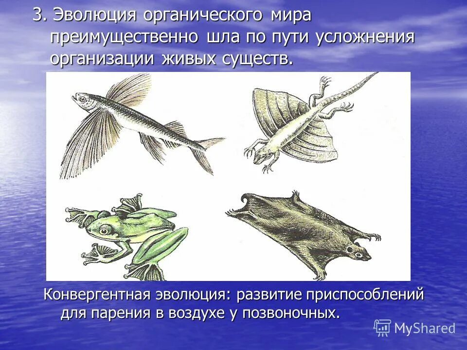 формирование приспособленности у организмов. приспособления растений и животных. эволюция развитие и приспособление. аналогичные органы. аналогичные органы дивергенция.