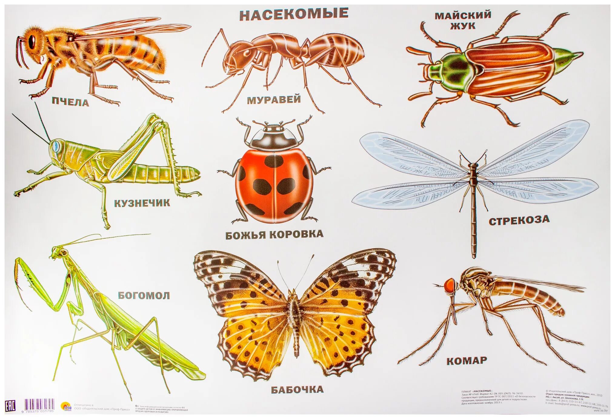 Рецепты насекомых
