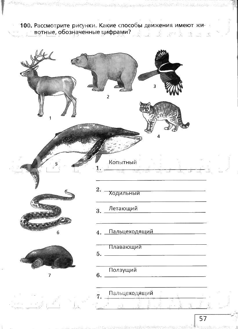 Биология 6 класс задания. Что такое животные по биологии 6 класс. Биология 5 класс задания. Творческое задание по биологии 6 класс.