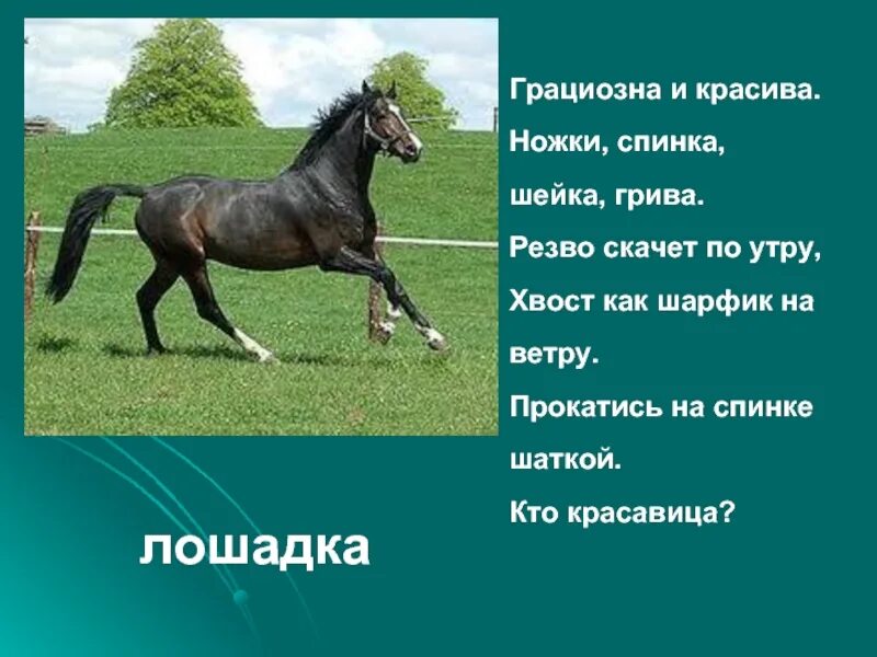 Какую пользу приносит лошадь. Чем полезна лошадь для человека. Польза лошади для человека. Польза животных лошади.