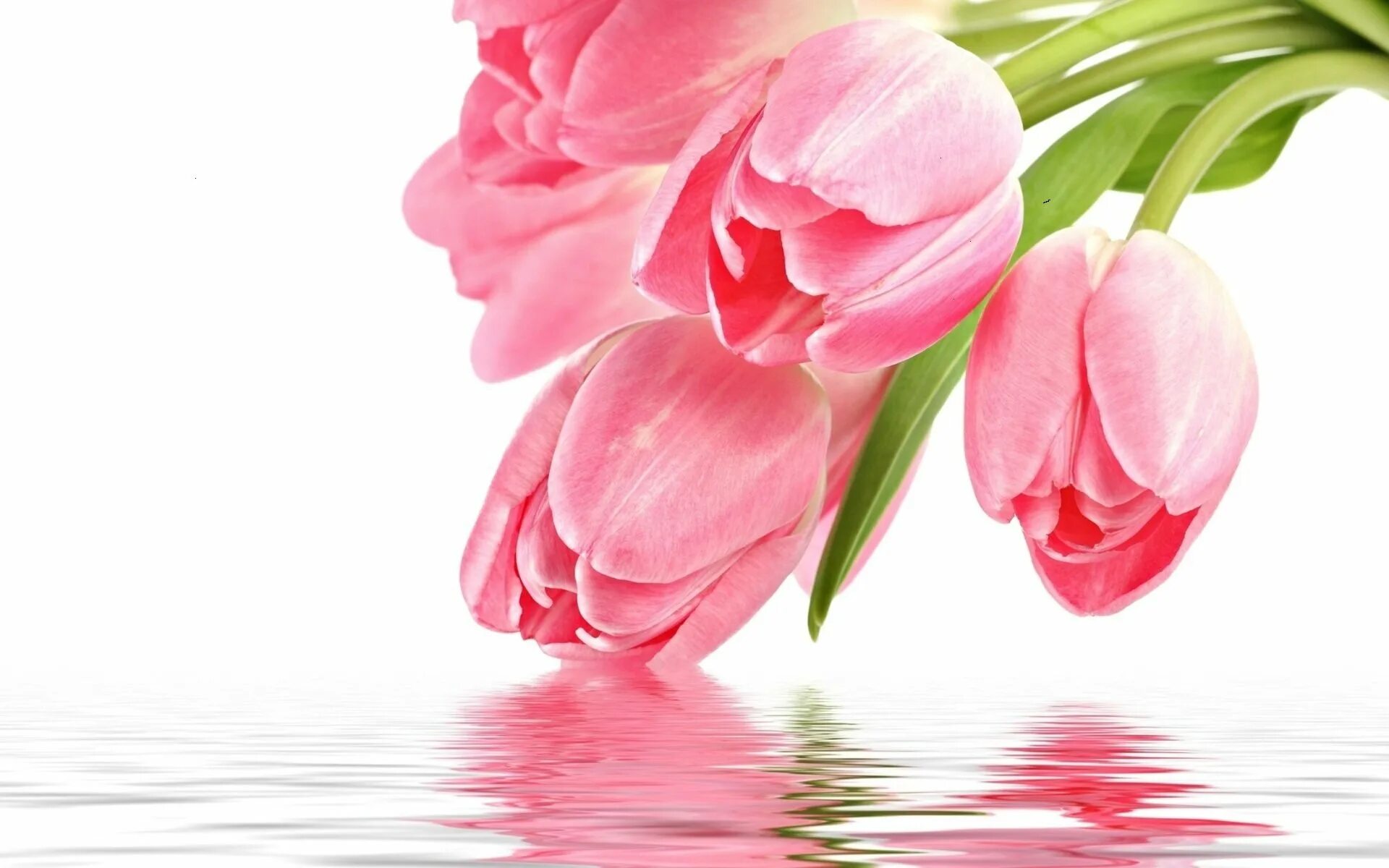 Март картинка для детей на прозрачном фоне. Розовые тюльпаны. Нежные тюльпаны.