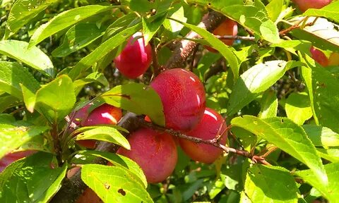 Bearing fruit