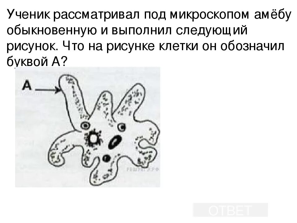 При наступлении неблагоприятных условий амеба. Амёба обыкновенная под микроскопом. Строение амебы Протей. Внешний вид строение и движение амебы рисунок. Клетка амебы.