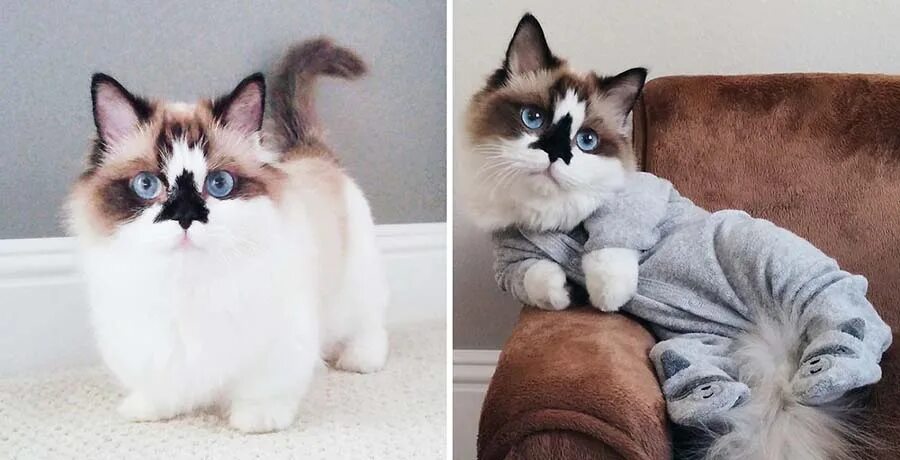 Коты которые остаются маленькими. Маленькие котята пушистые. Маленький котенок. Котята до и после. Котята породы кинкалоу.