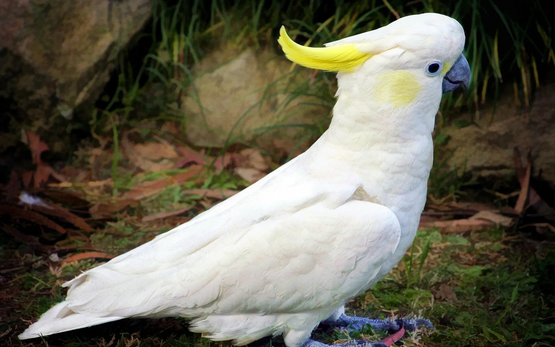 Какаду видео. Попугай Какаду. Белый попугай Какаду. Малый желтохохлый Какаду. Какаду альбинос.
