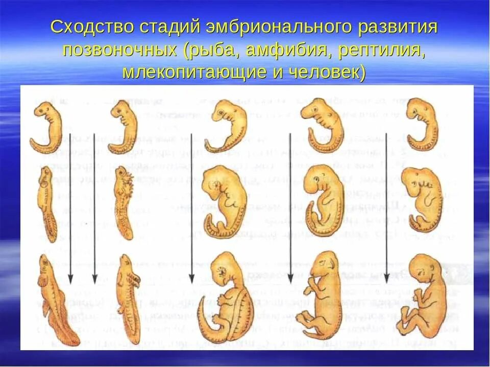 Где и как развивается плод млекопитающих. Стадии развития эмбрионов позвоночных. Стадии зародышевого развития позвоночного животного. Стадии эмбрионального развития человека. Стадий эмбрионального развития человека..