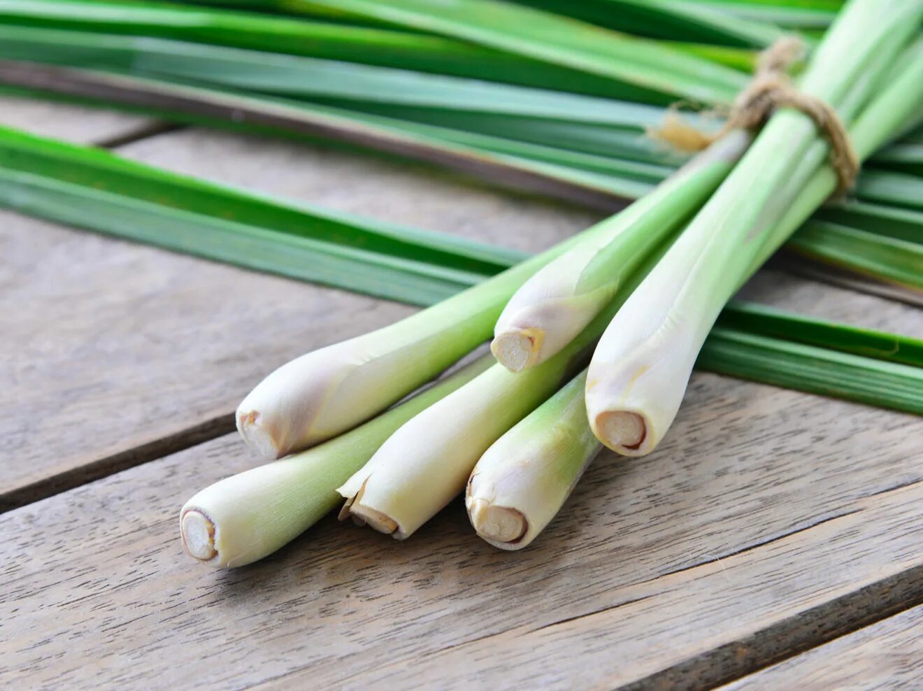 Цимбопогон Лемонграсс. Лемонграсс лимонное сорго. Лимонная трава Lemongrass. Лимонная трава Цитронелла. Цимбопогон