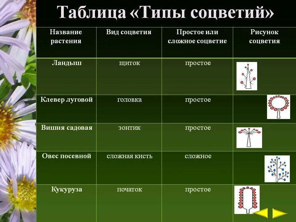 Таблица соцветий по биологии 6. Таблица по биологии 6 класс соцветия. Таблица типы соцветий 6 класс биология. Таблицы цветов и типов соцветий. Распределите предложенные растения по группам в зависимости