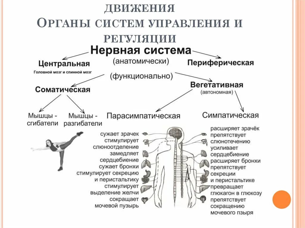 Схема нервной регуляции мышц. Нервная система органы и функции. Нервная система системы органов. Роль нервной системы в регуляции движений.