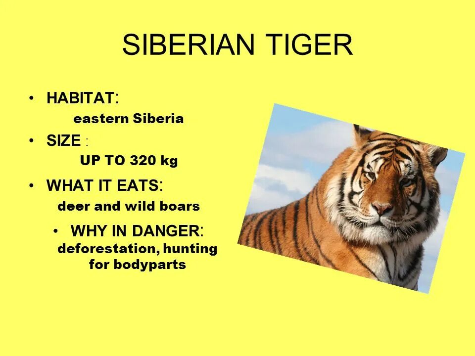 Проект про тигра на английском языке. Сибирский тигр на английском. Тигр для презентации. Амурский тигр на английском языке.