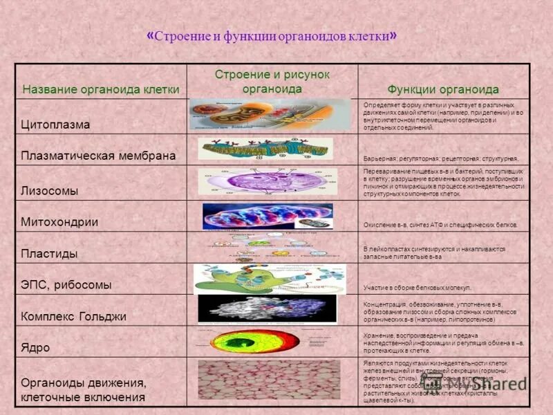 Таблица органоиды клетки и их функции и строение. Название органоида рисунок и функции таблица. Функции органоидов клетки таблица 5 класс. Таблица по строению клетки органоиды название строение функции. Таблицу органоиды эукариотической клетки