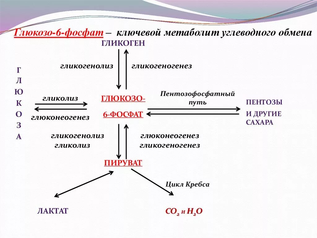 Схема пути метаболизма глюкозо-6-фосфат. Схема метаболизма углеводов биохимия. Обмен углеводов схема биохимия. Общая схема метаболизма Глюкозы. Образования глюкозы в печени