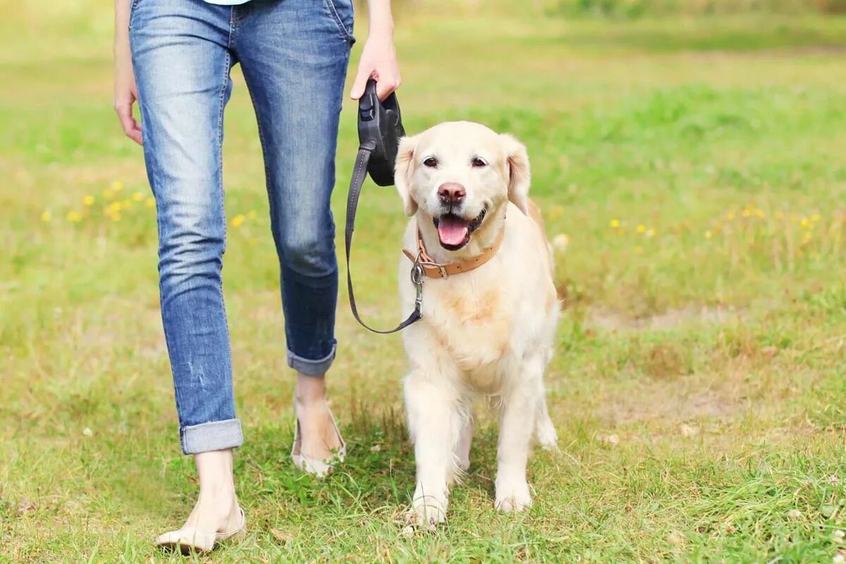 Walking pet. Прогулка с собакой. Прогулка с питомцем. Поводок для собак. Выгул собак.